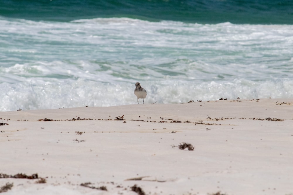 um pássaro em uma praia