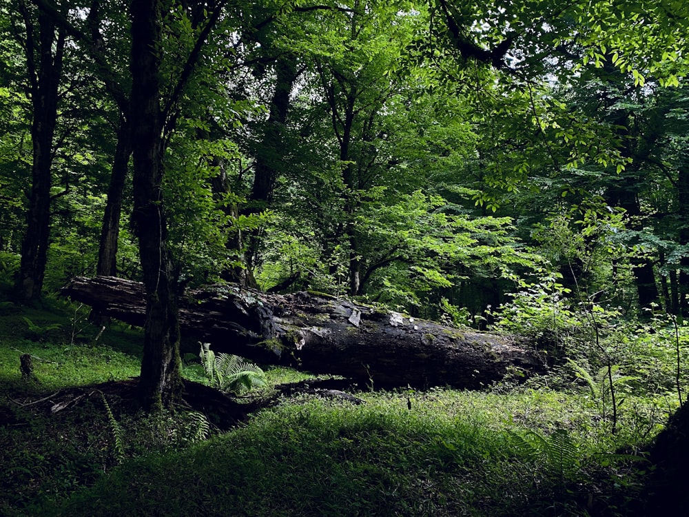 a tree stump in a forest