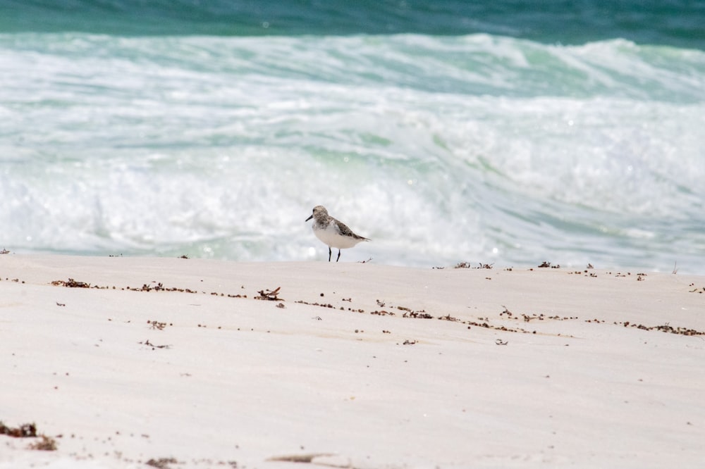 a bird on the beach