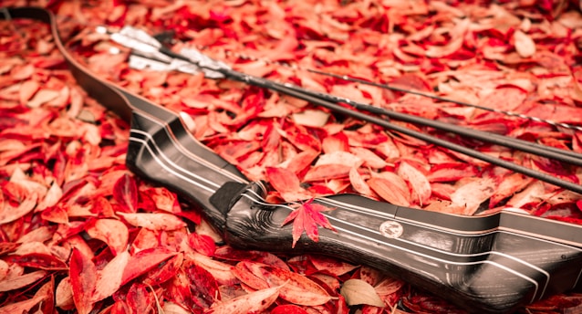 Best Budget-Friendly Bows That Offer High Performance