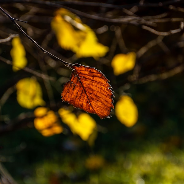 Best Time to Visit Paderno Dugnano: Weather & Seasons Guide