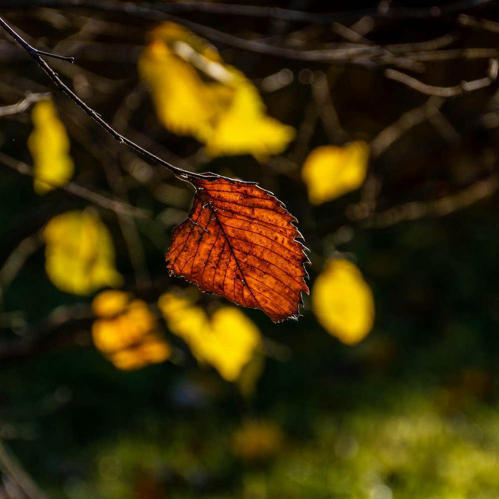 a butterfly on a branch