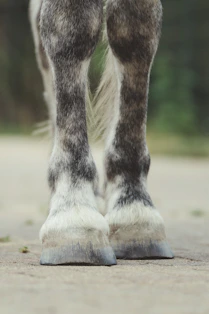 a close-up of a leg