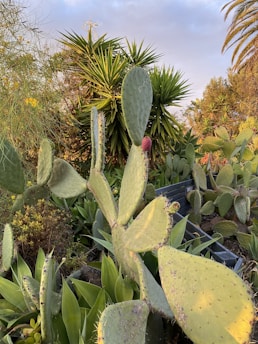 A lush garden setting featuring a variety of cacti and succulents. The large green cactus in the foreground has distinct oval-shaped pads, some with small spines, and a single reddish fruit. In the background, dense clusters of spiky green leaves and some yellow flowers add texture and color. Tall palm trees and green shrubbery are visible under a partly cloudy sky, indicating a warm, sunny environment.