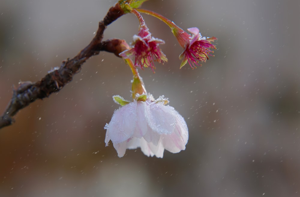 a branch with flowers on it