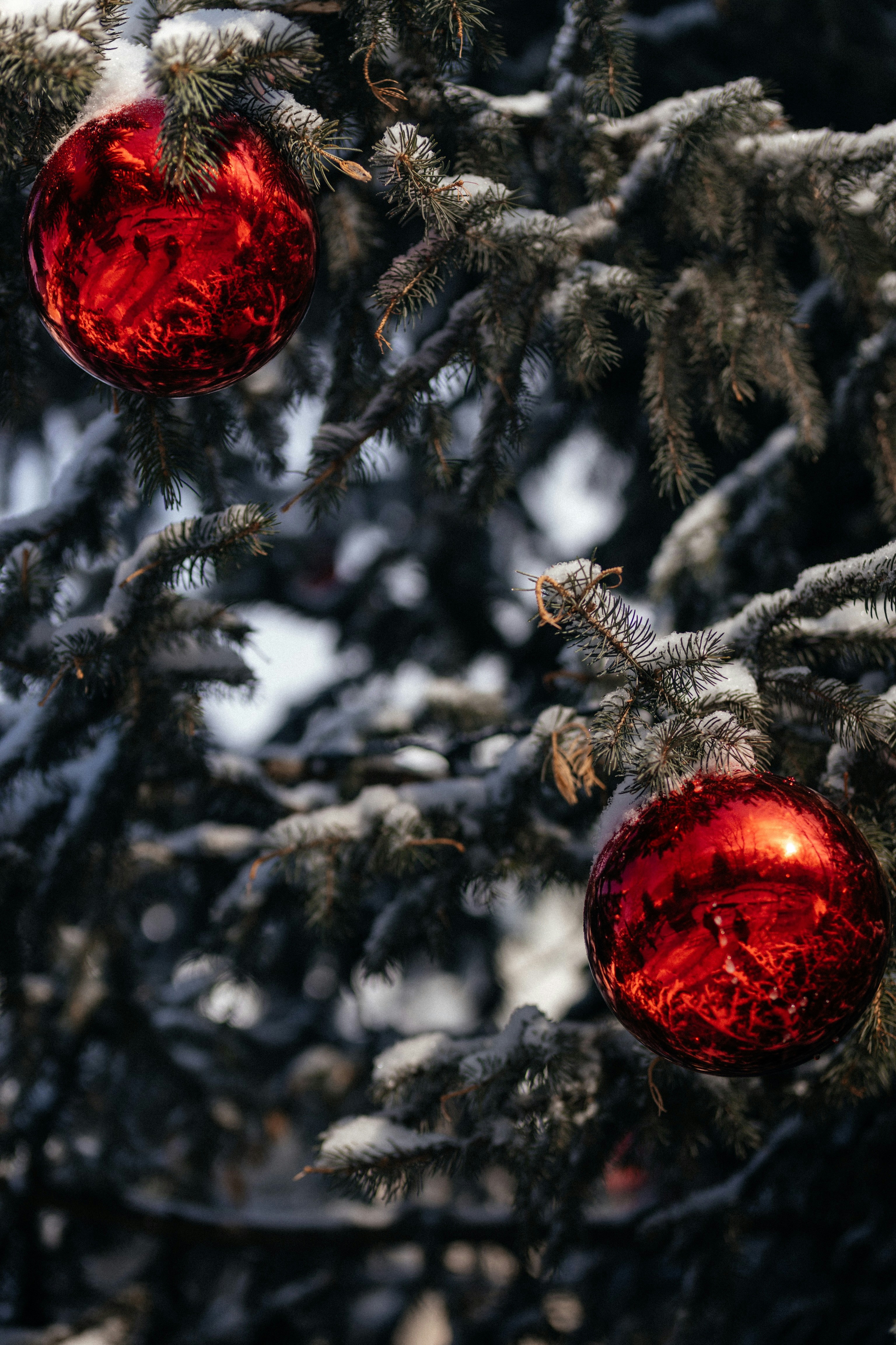 Snow-covered pine trees with twinkling lights and red ornaments in winter forest