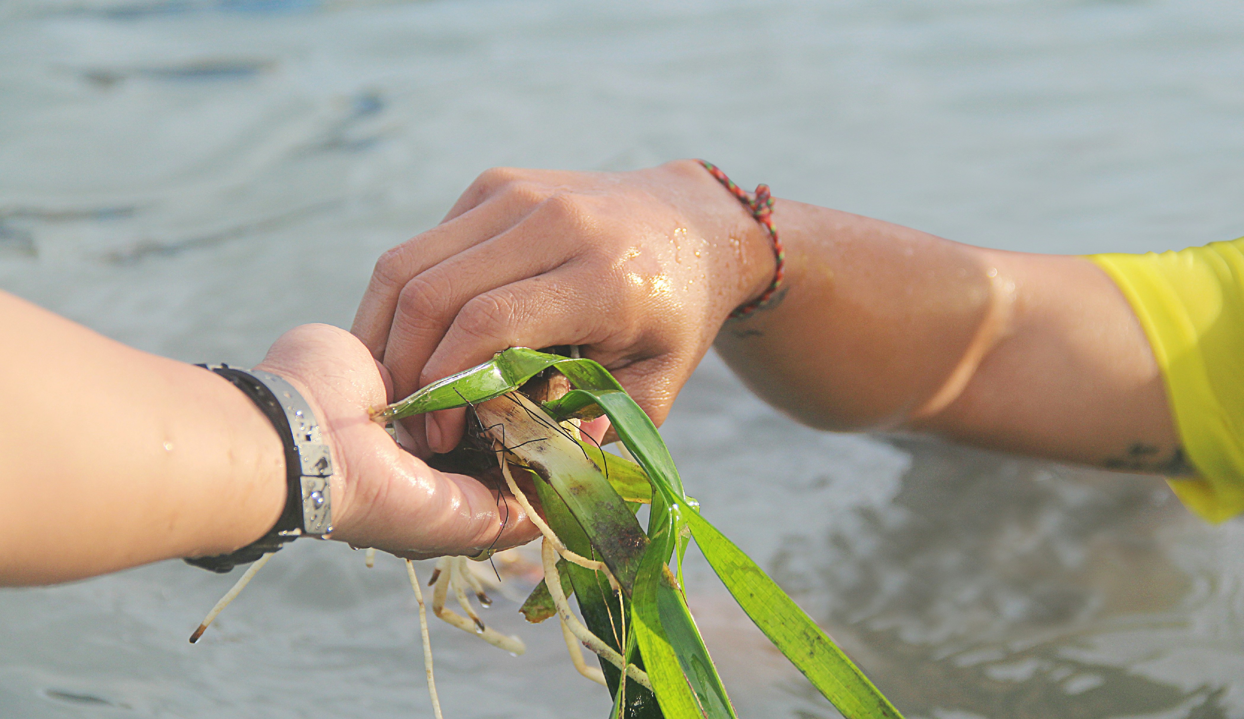 a person holding a green plant