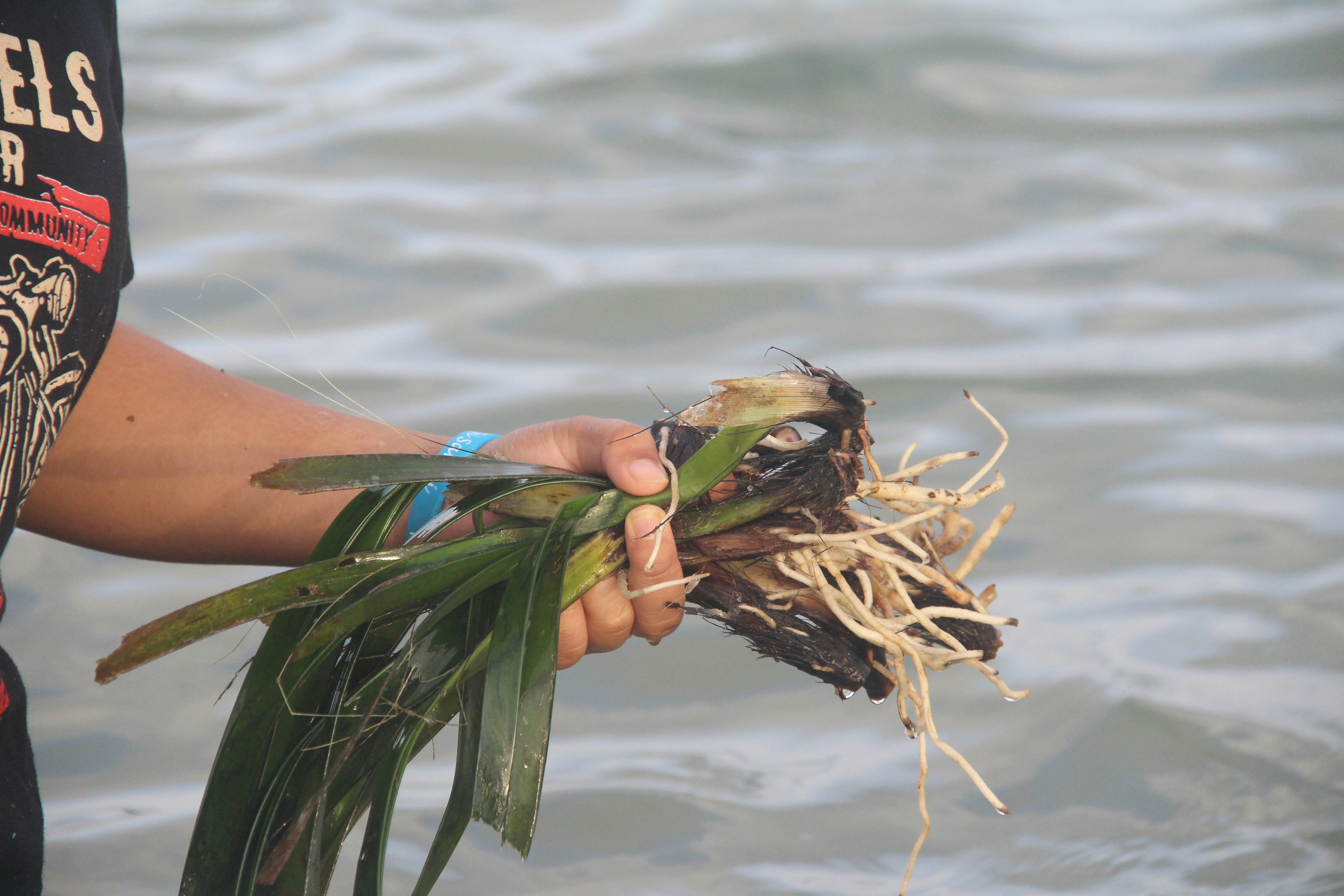 a hand holding a fish