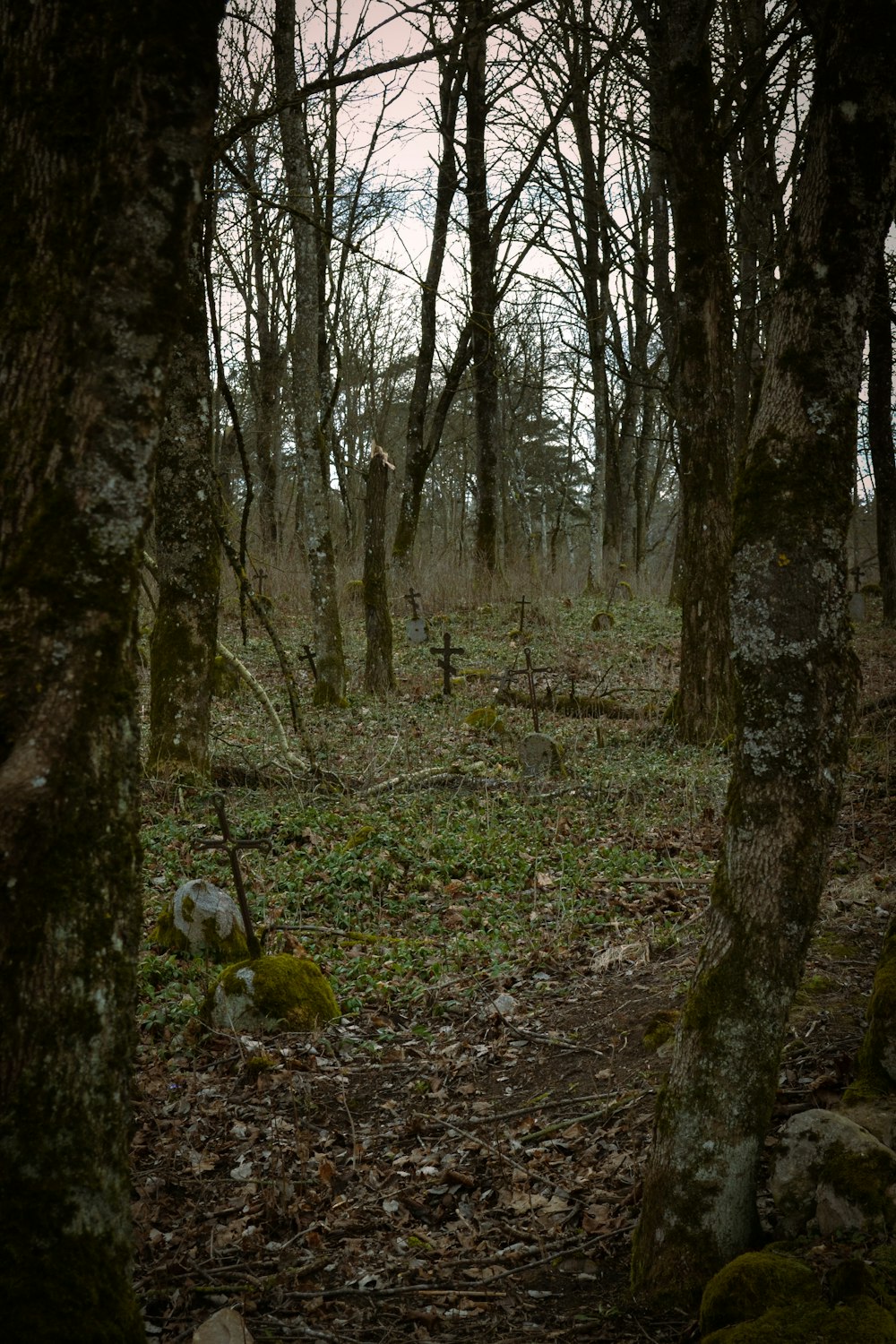 uma floresta com árvores e rochas