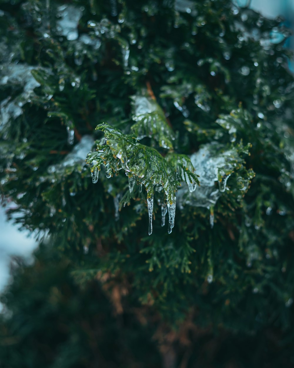 a close-up of a tree