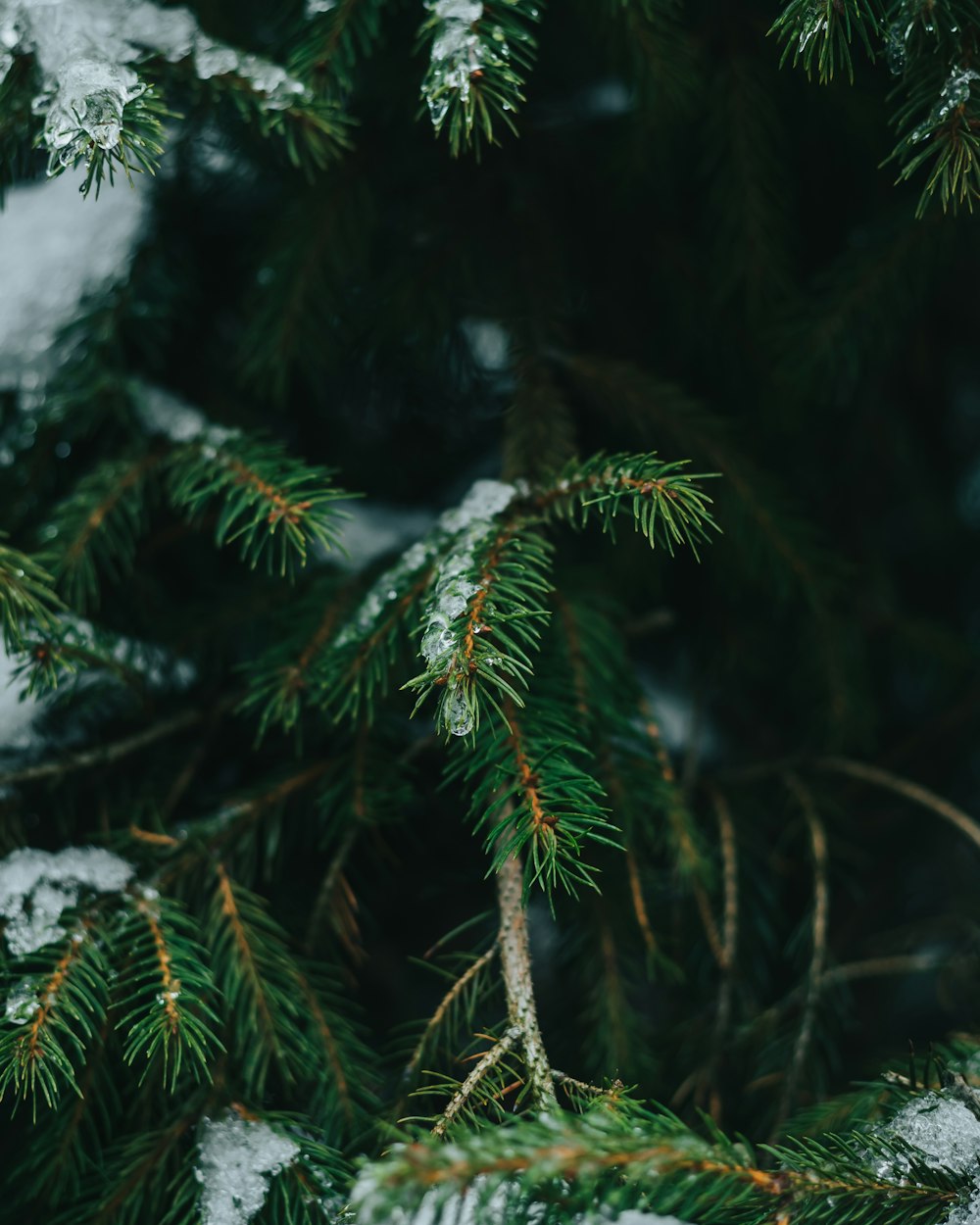 a close-up of some pine trees