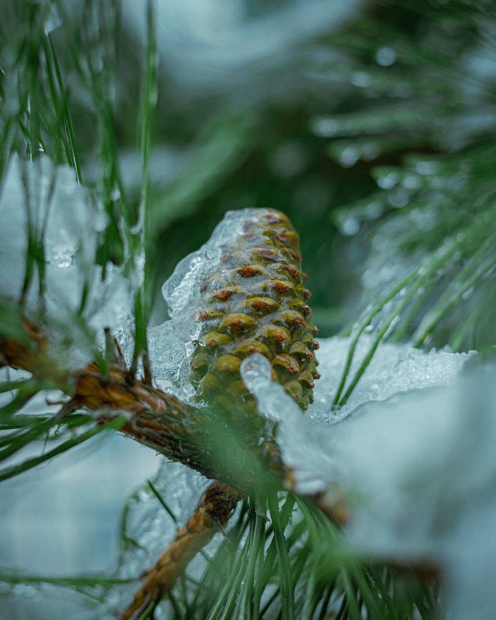 a pine cone on a branch