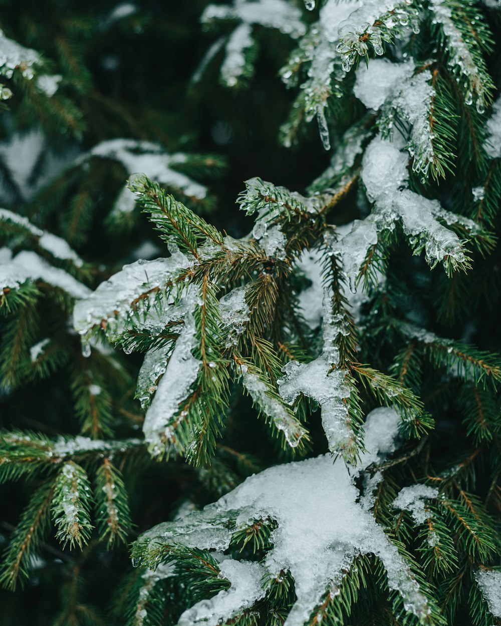 a close-up of some snow