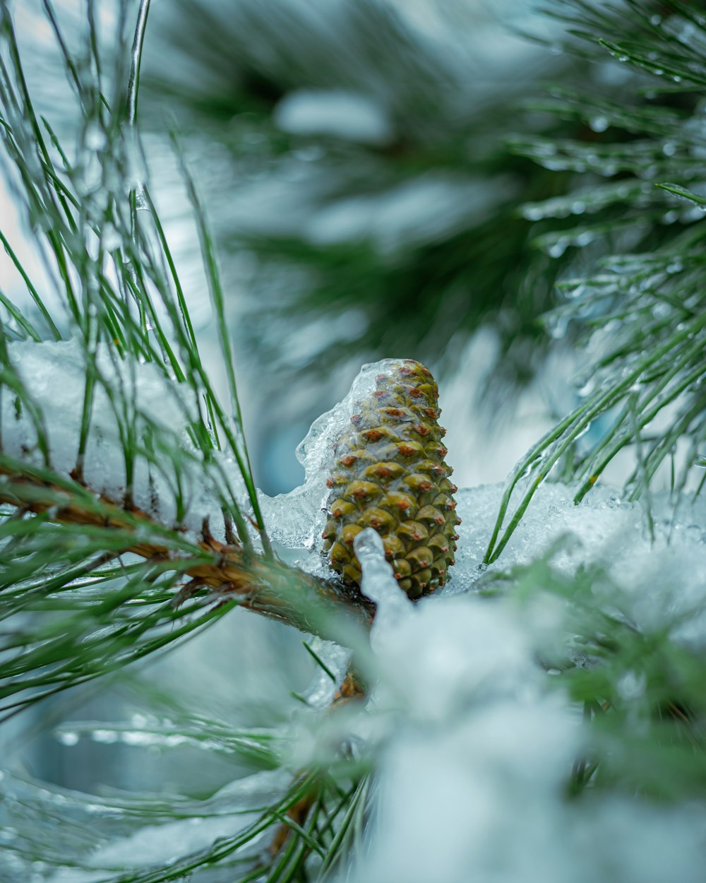 a pine cone on a branch