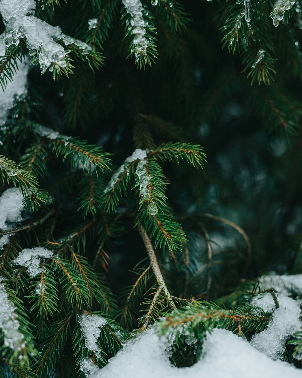 a group of pine trees covered in snow