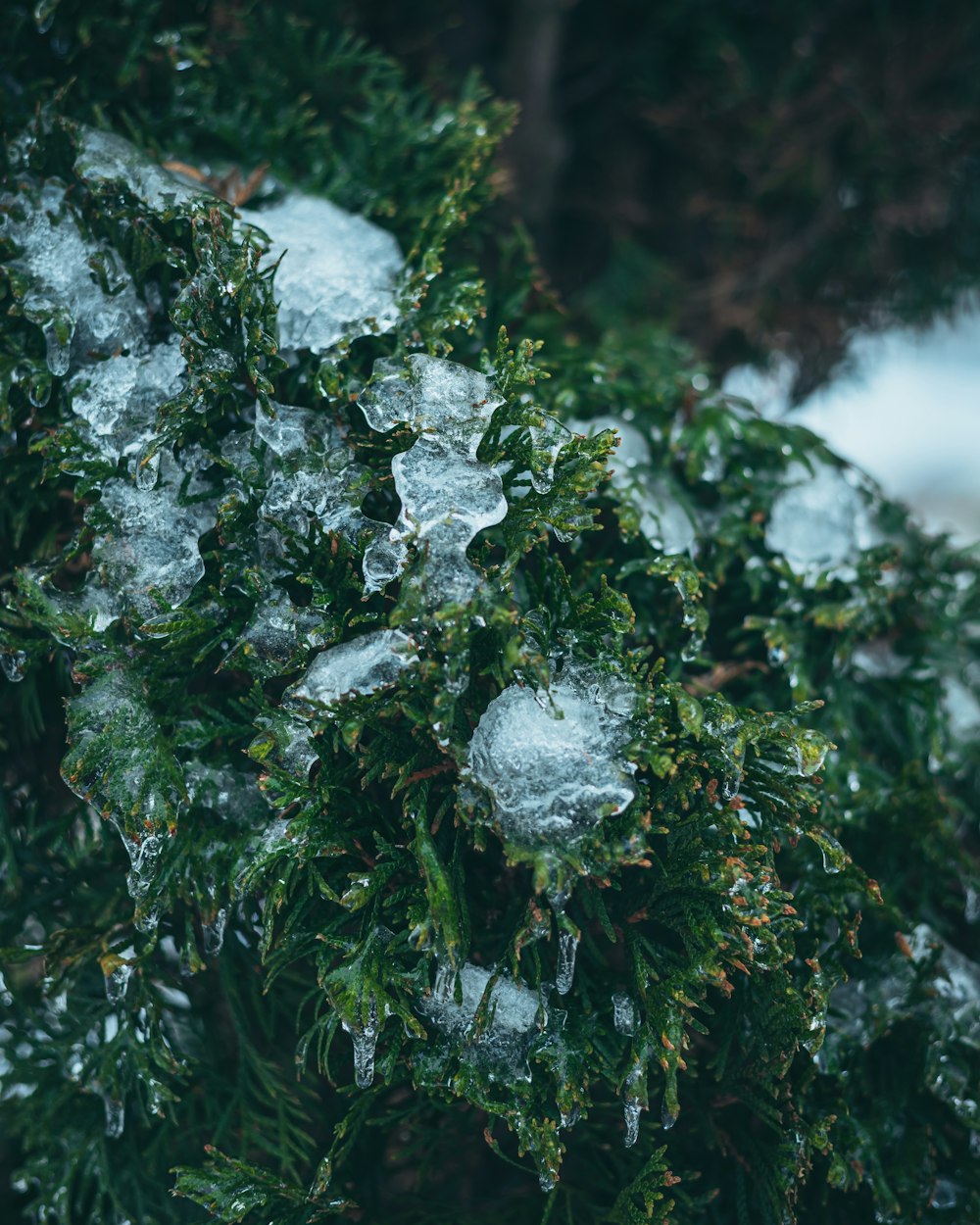 a close-up of some moss