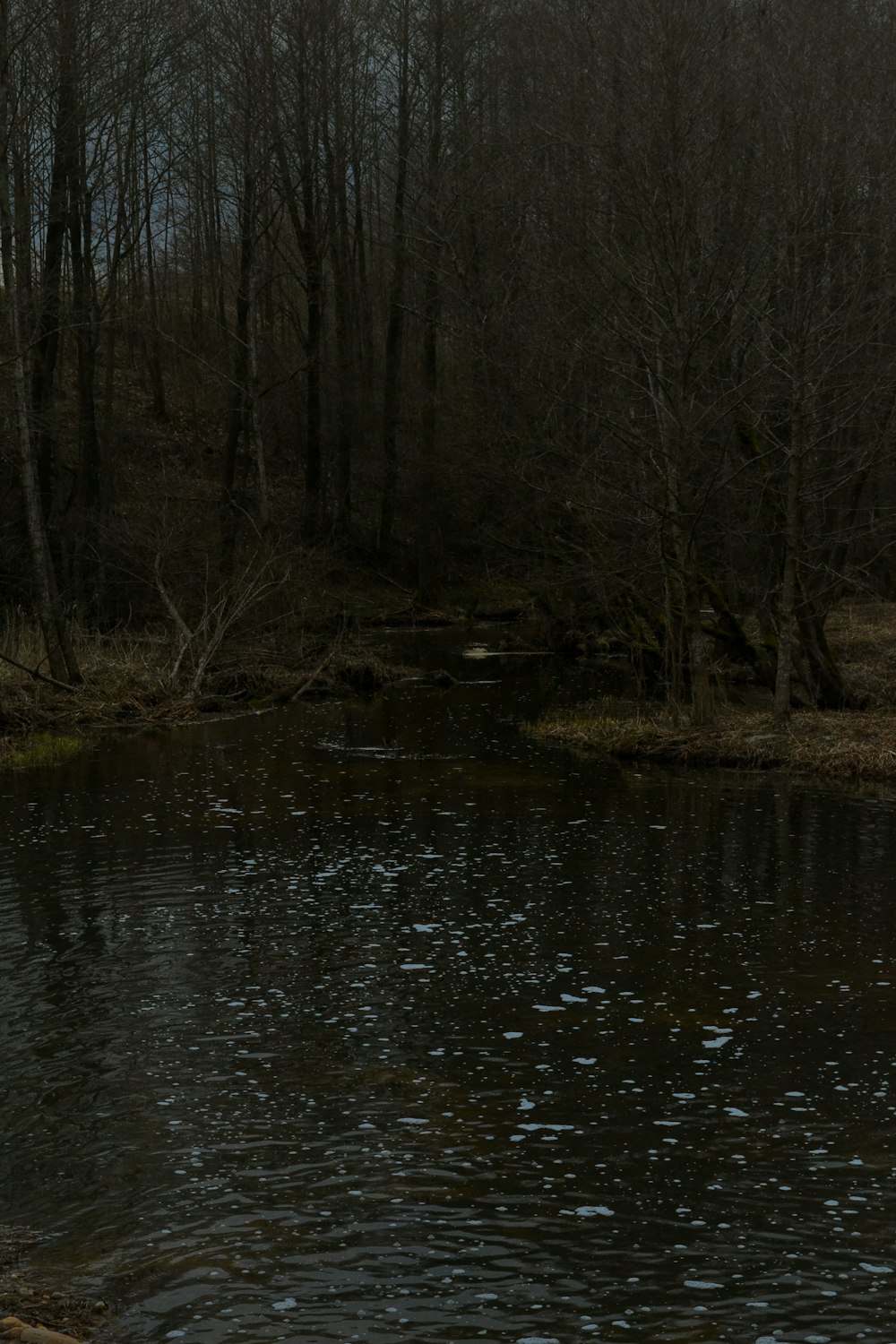 a river with trees on the side