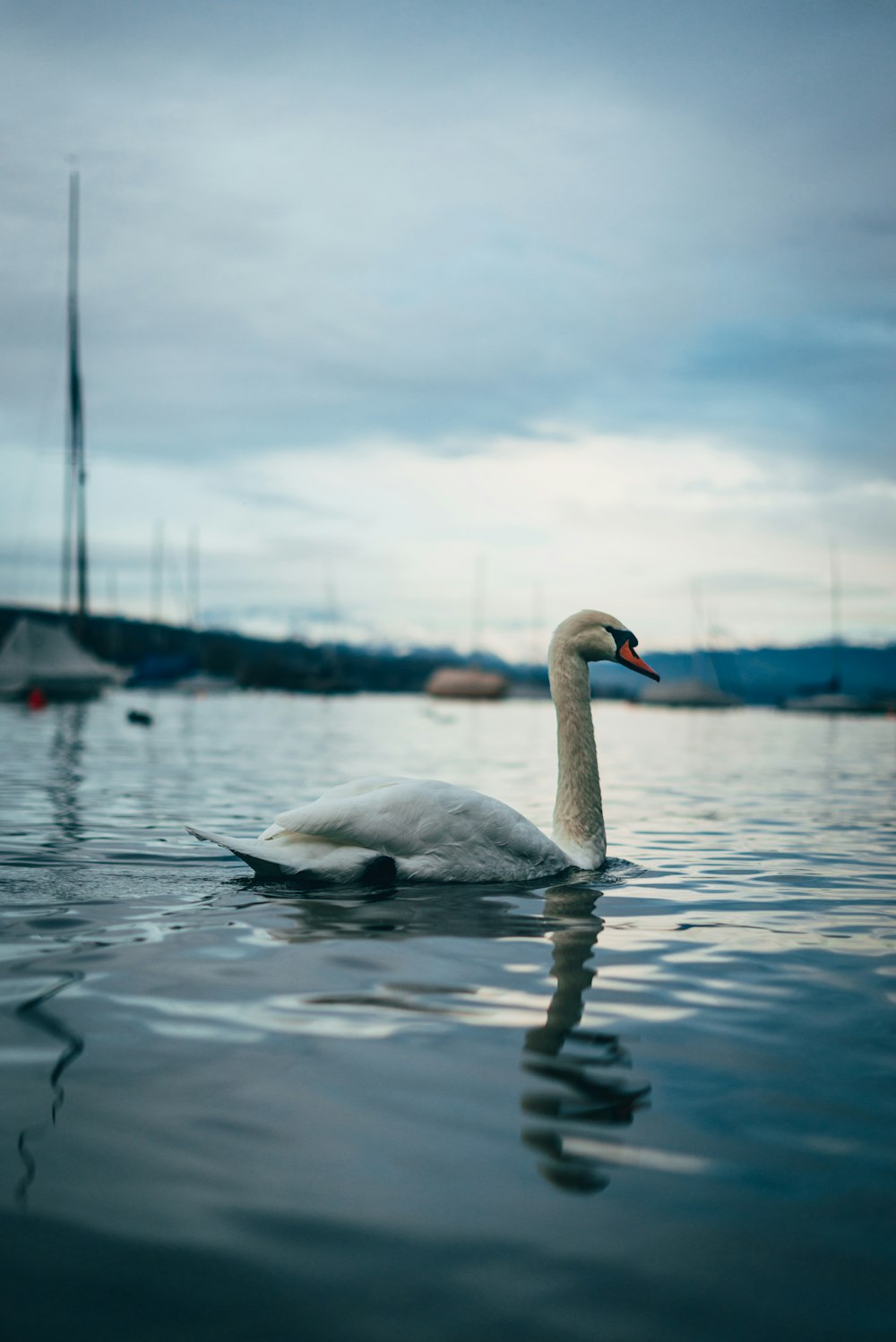 a swan swimming in water