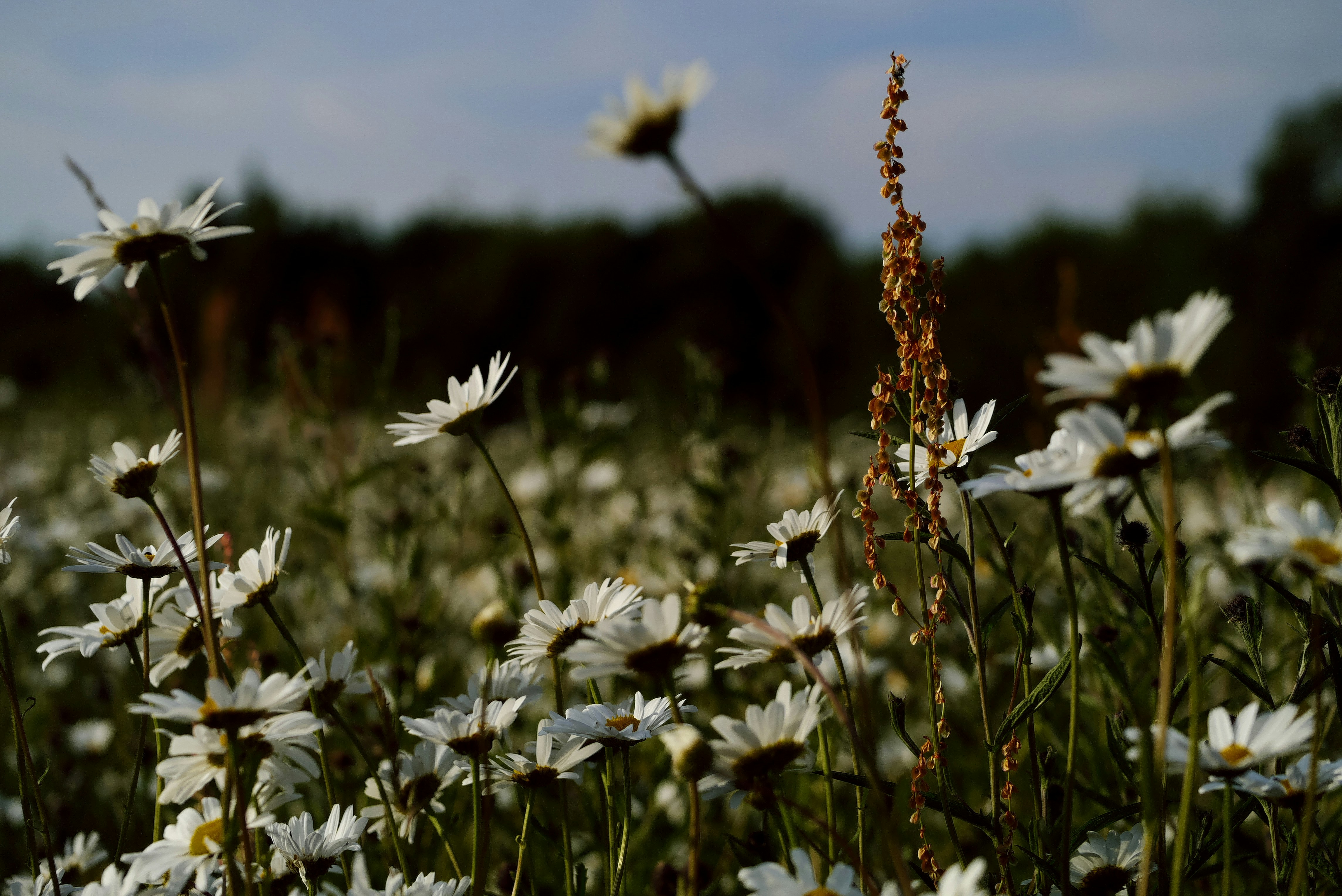 Photo by balmy_sunset