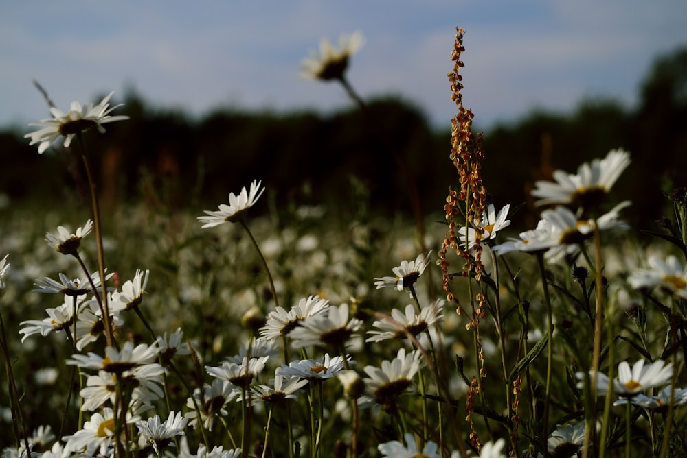 a field of flowers