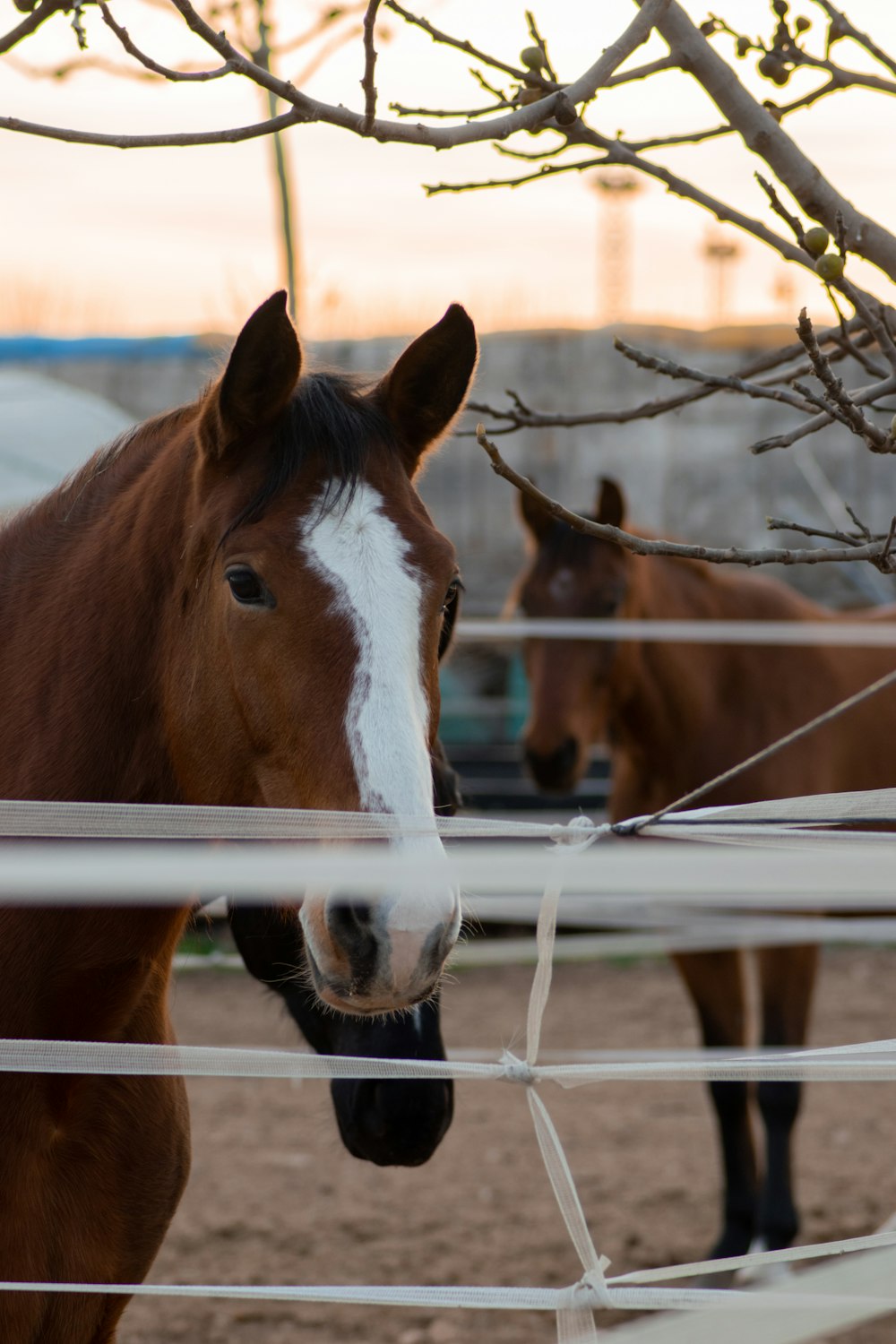horses standing behind a fence