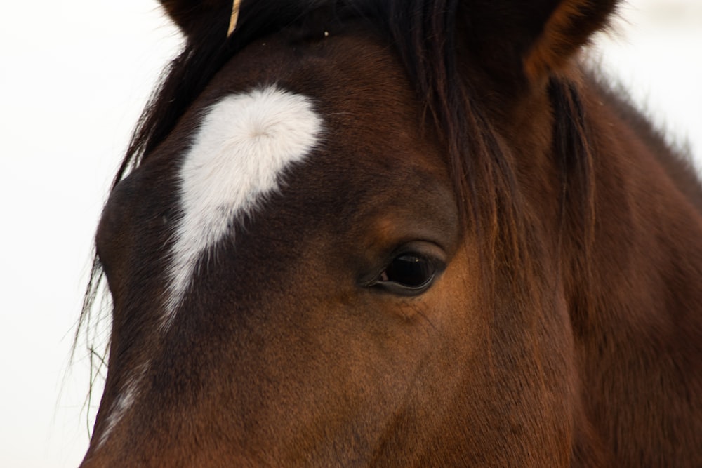 a brown horse with white spots