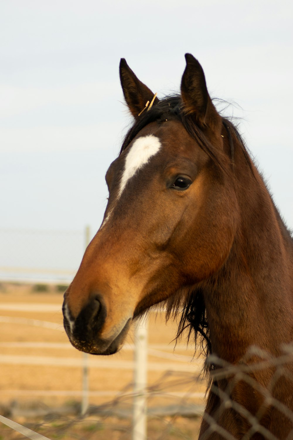 a brown horse with white spots