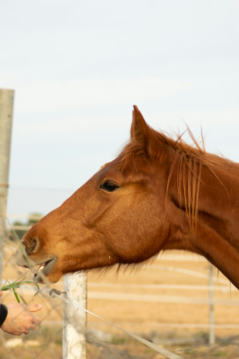 a horse eating grass