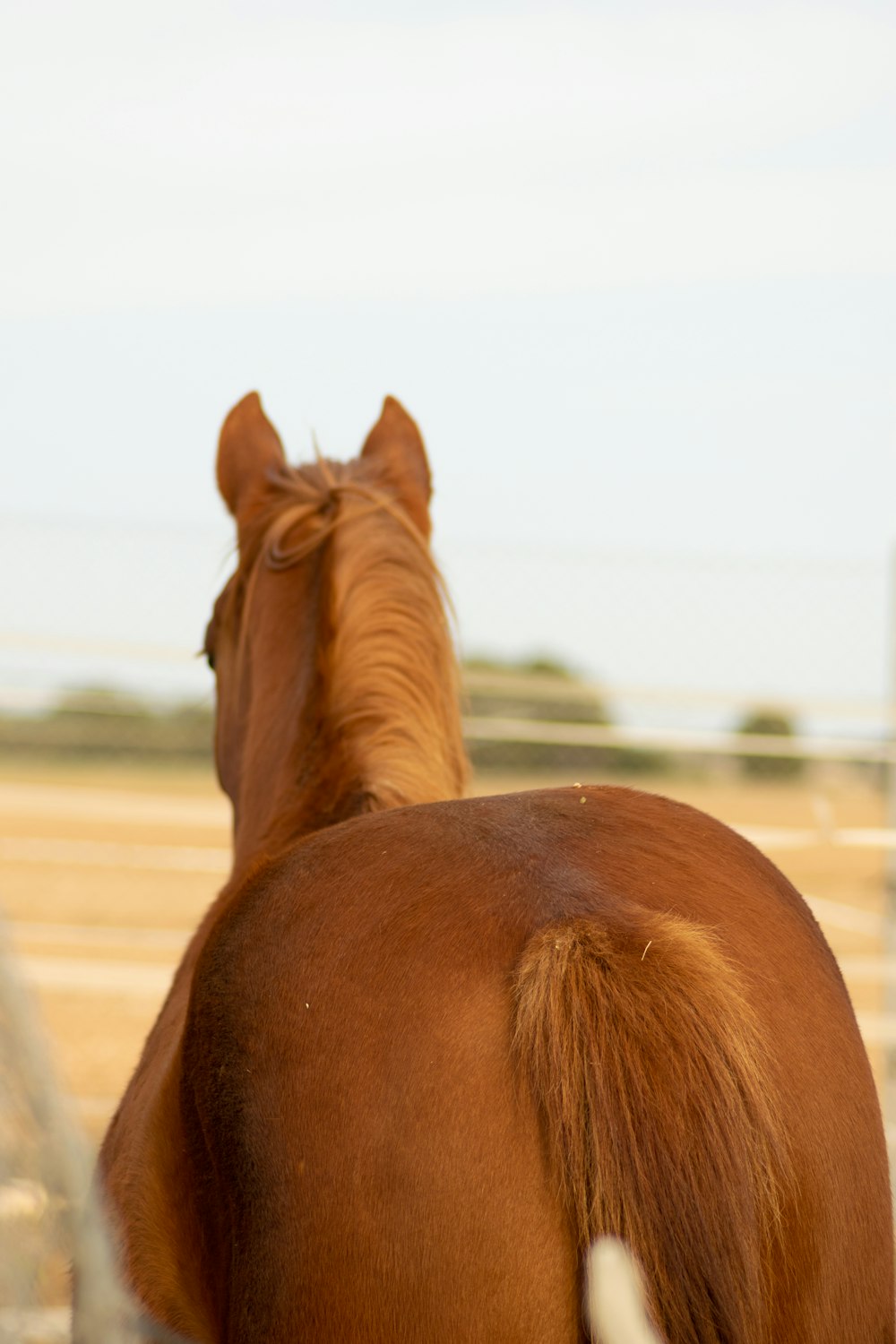 a brown horse looking over a fence