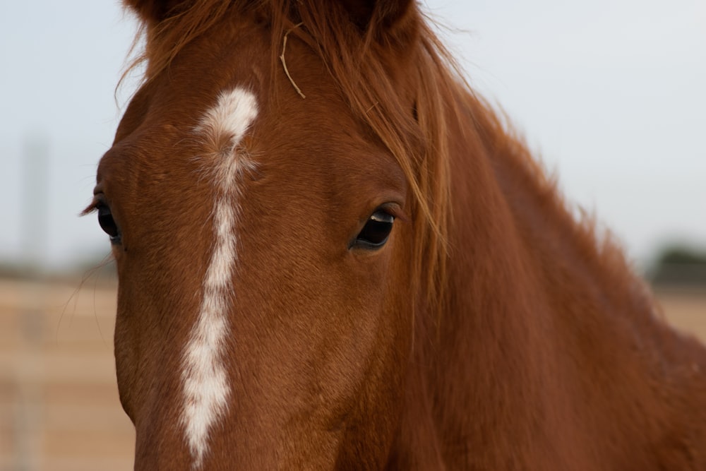 a brown horse with white spots