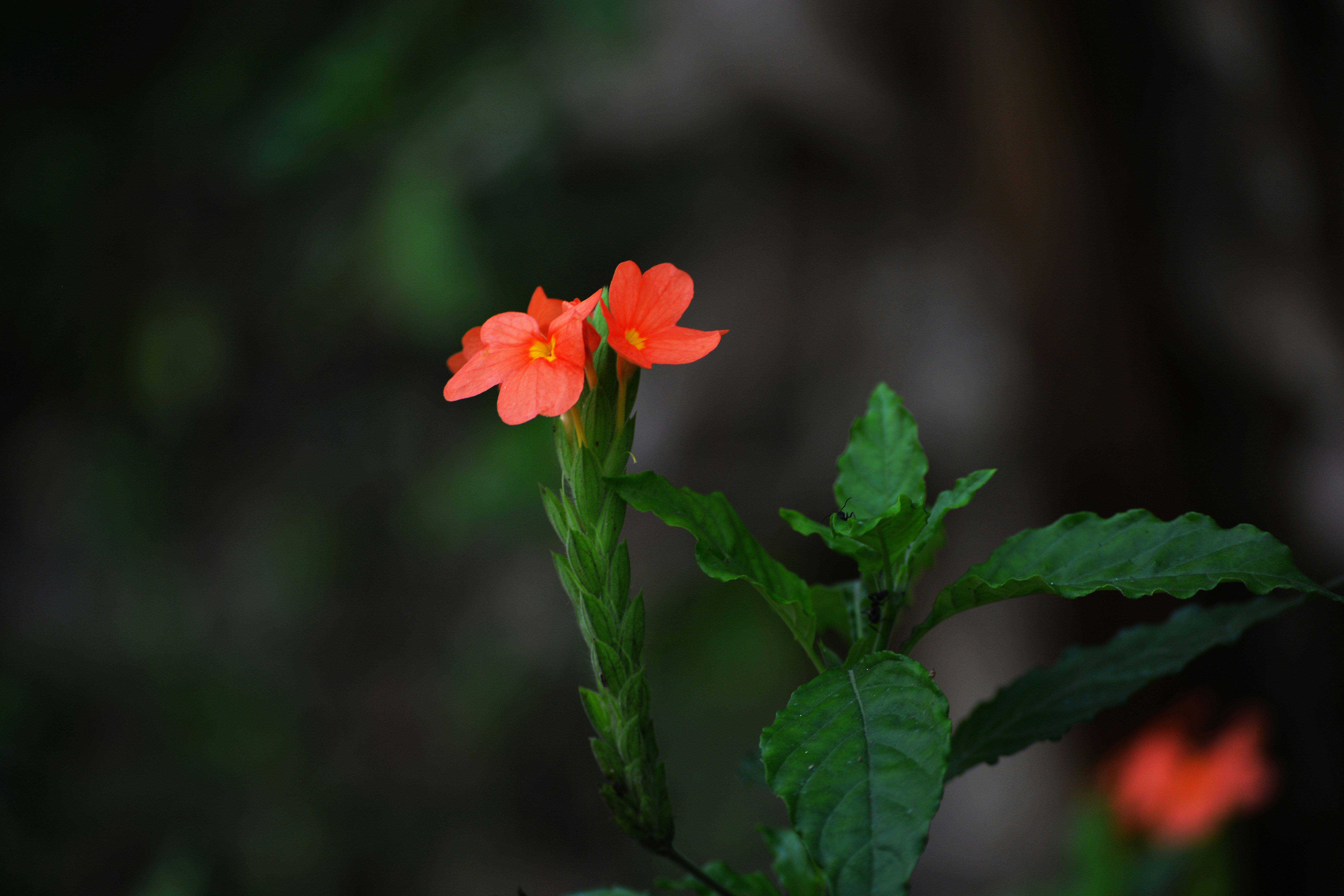 Photo by maheshkulal010