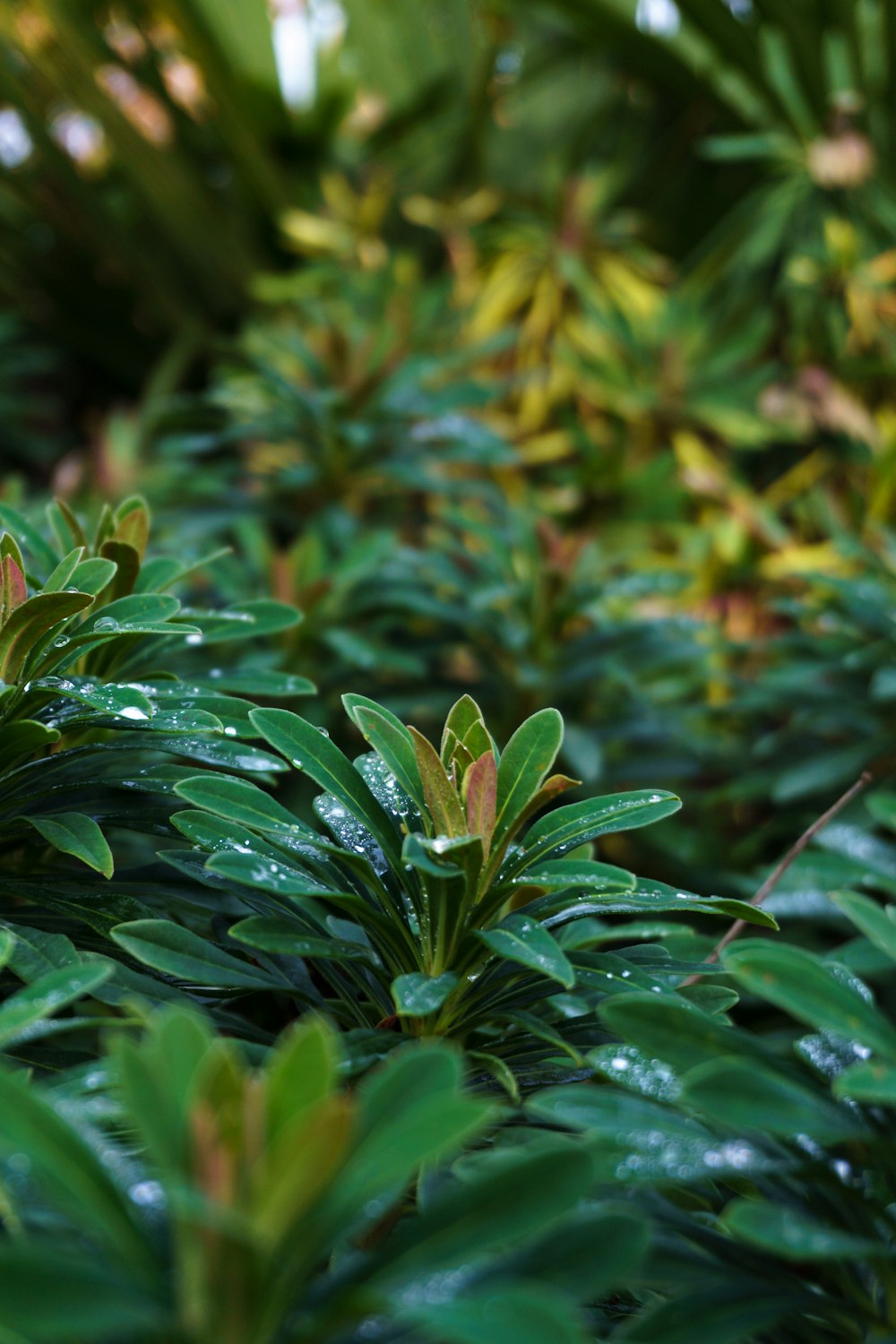 close up of a plant