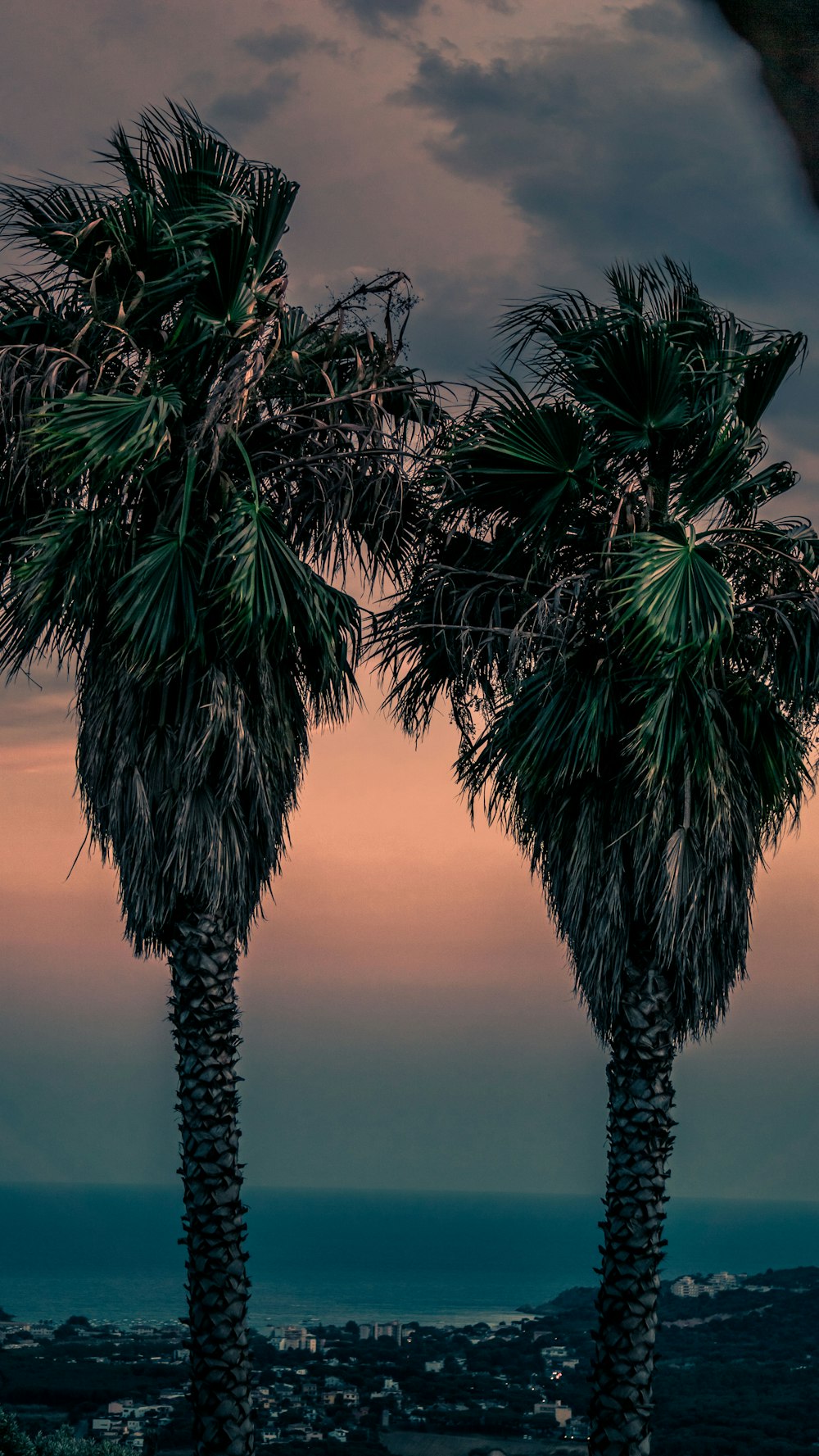 a group of palm trees