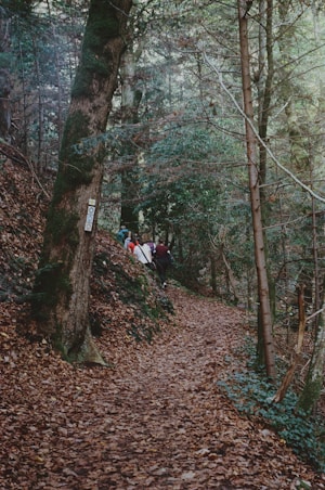 a group of people hiking in the woods