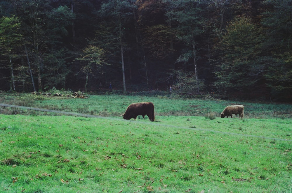 a couple of bears walk through a grassy field