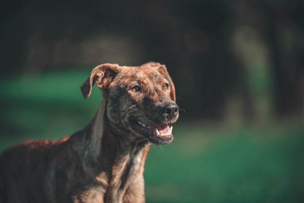 a dog with its mouth open