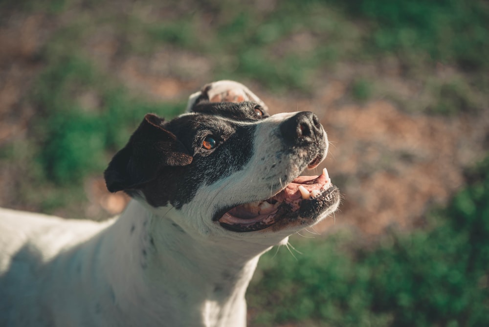 a dog with its mouth open