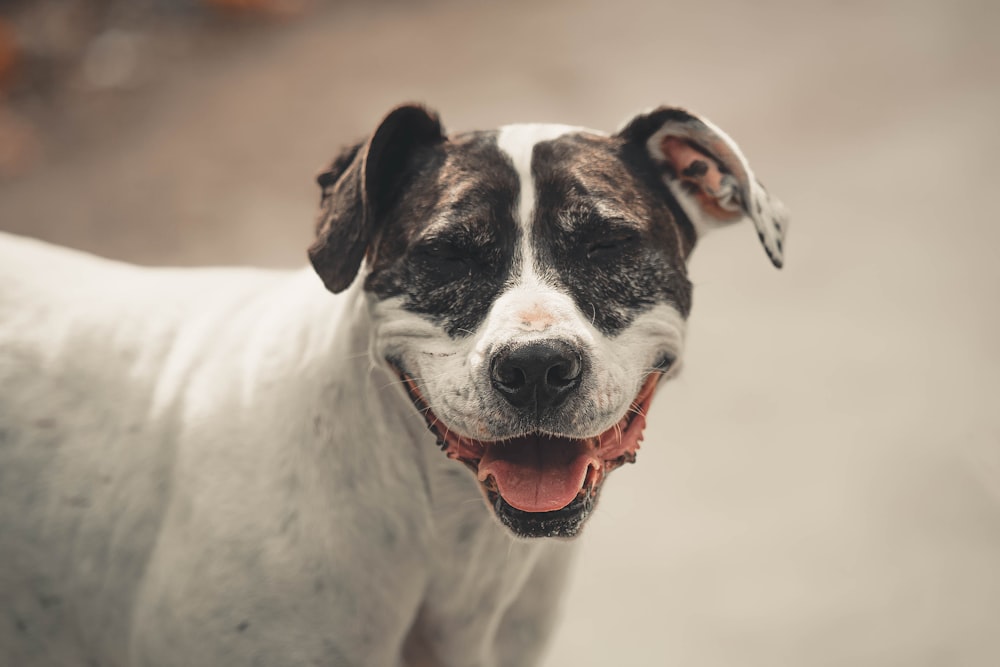 a dog with its mouth open