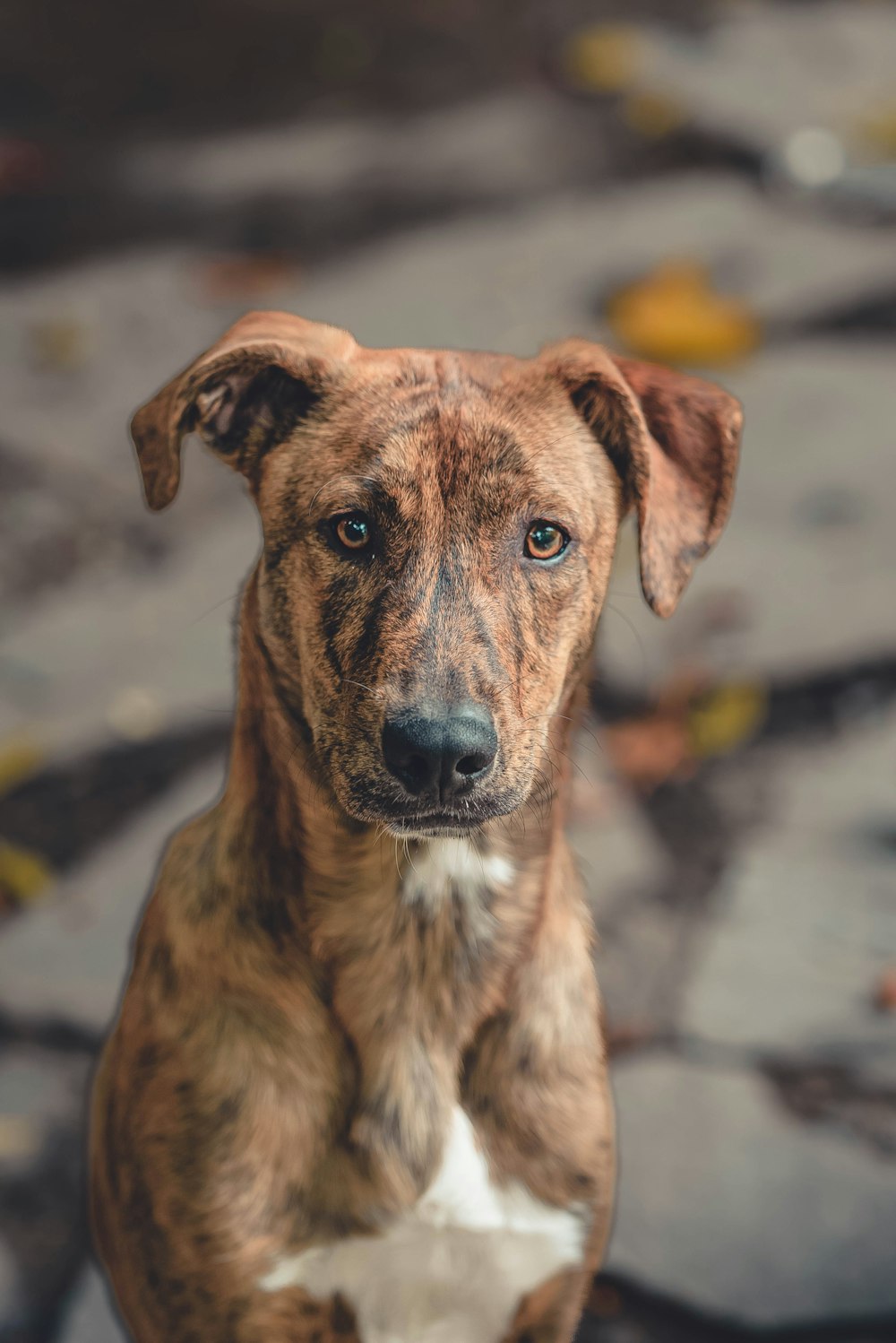 a brown and white dog