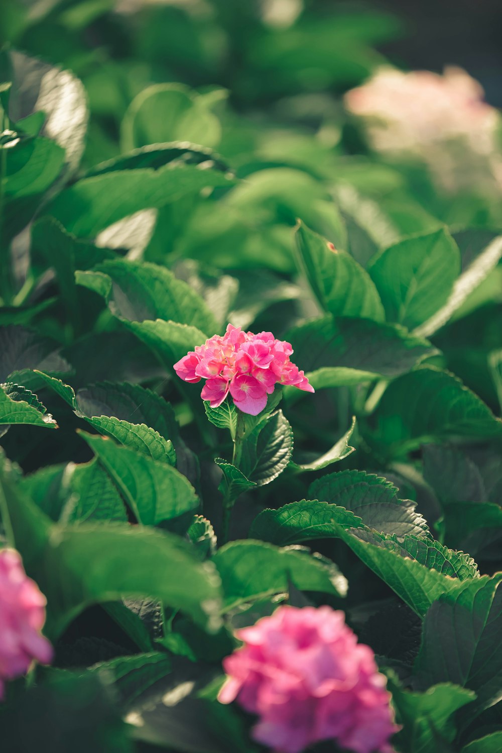 a group of flowers