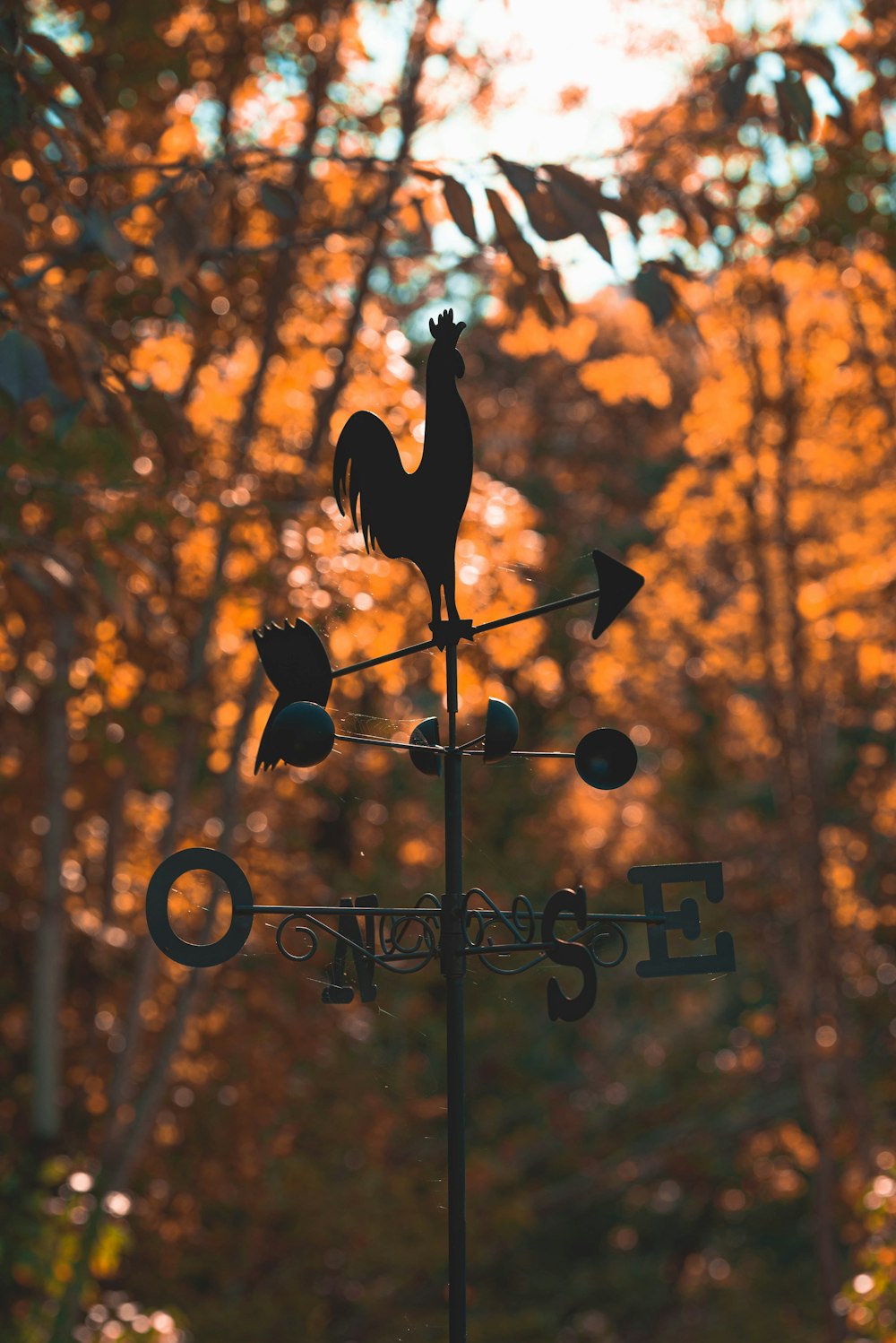 a black bird on a black pole