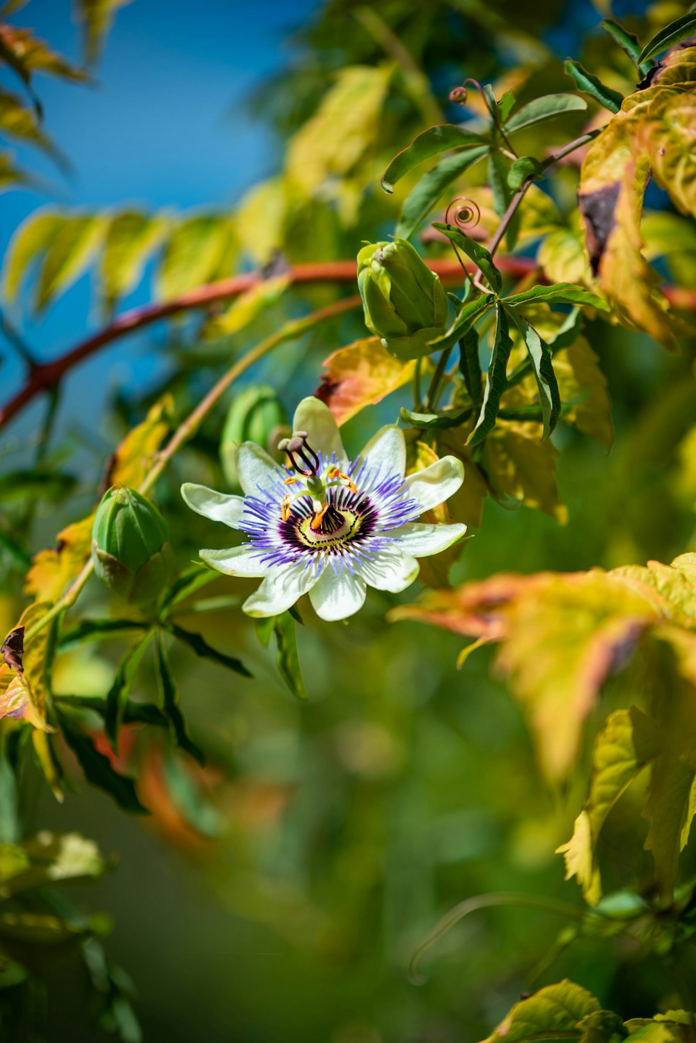 a bee on a flower