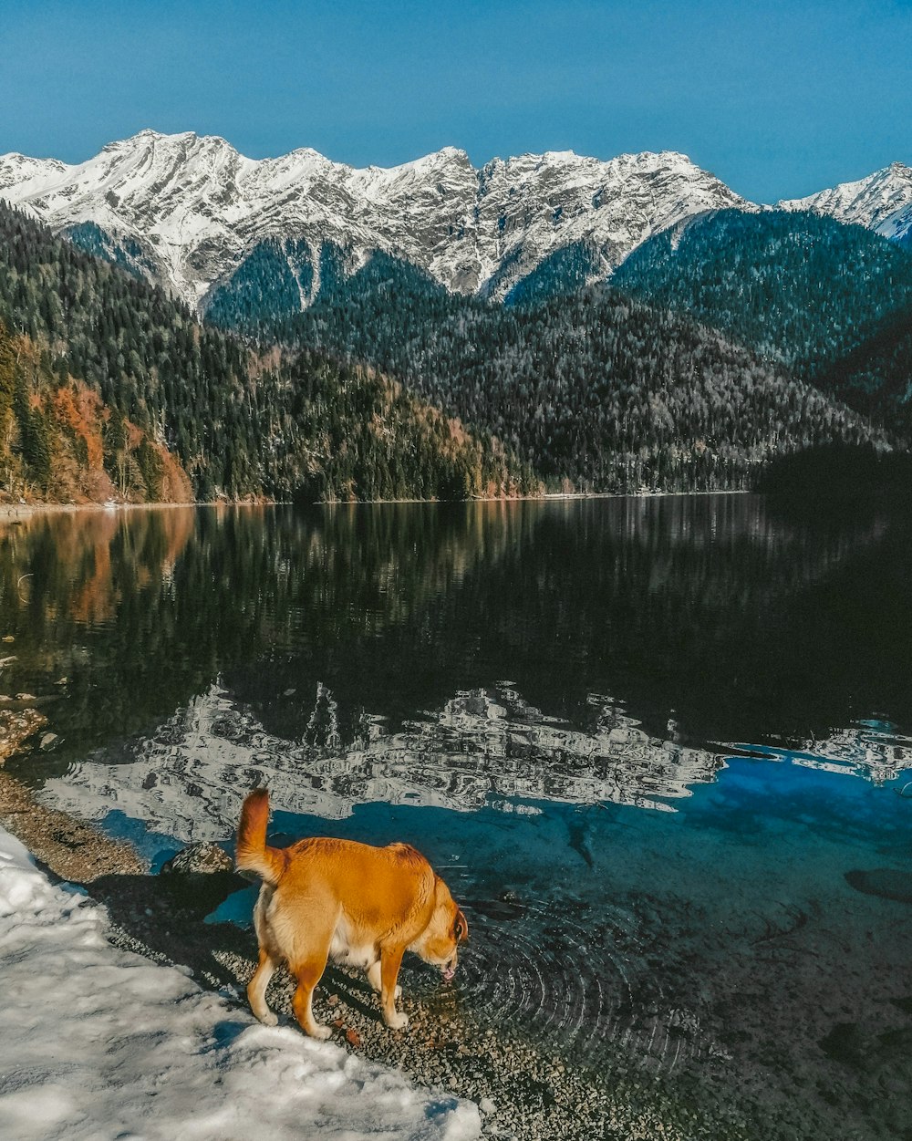 a dog standing on a snowy mountain