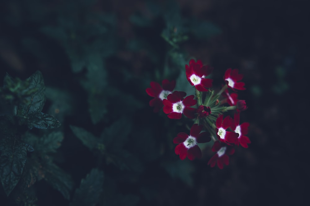 a close up of a red flower