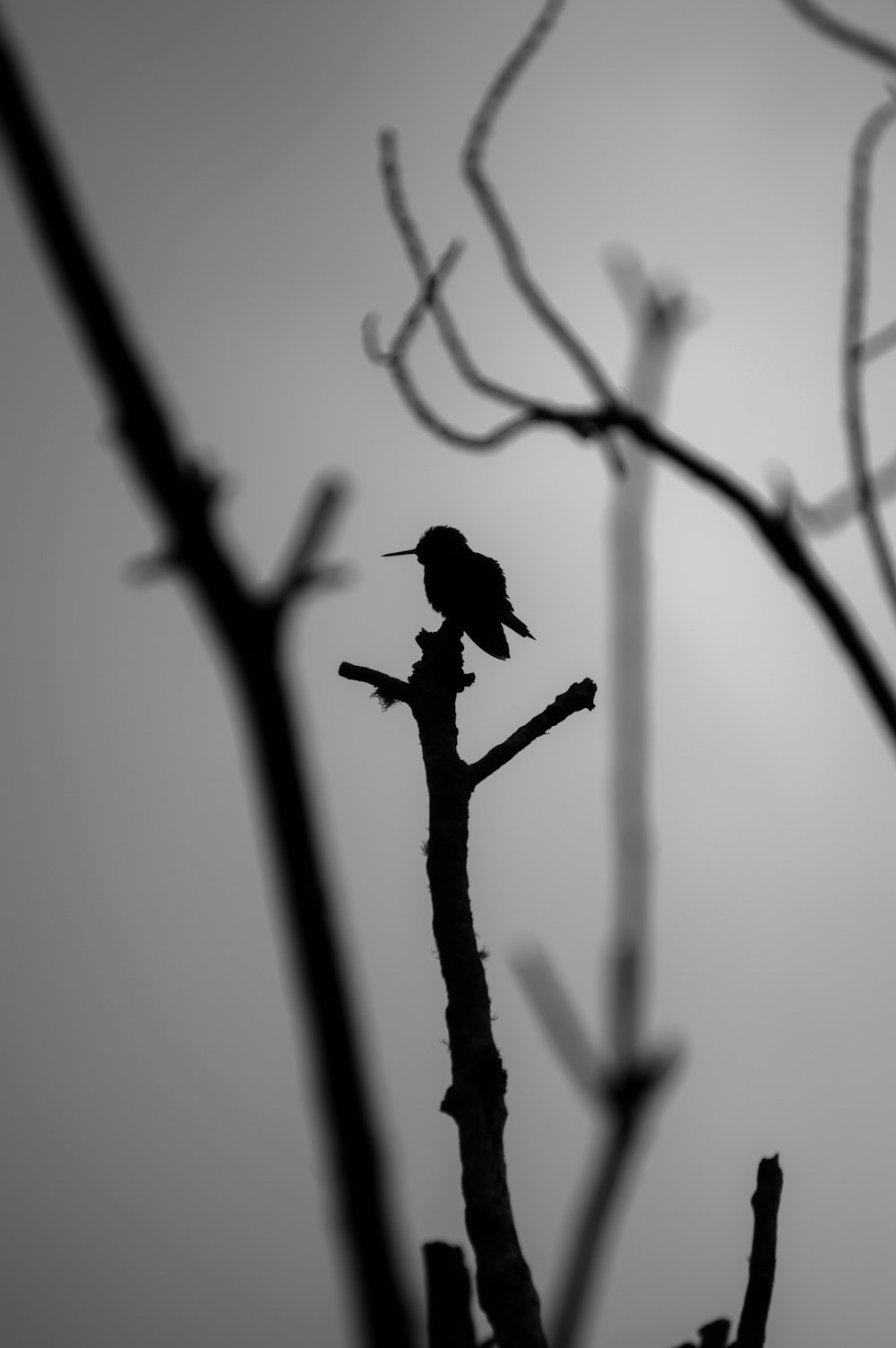 a bird perched on a tree branch