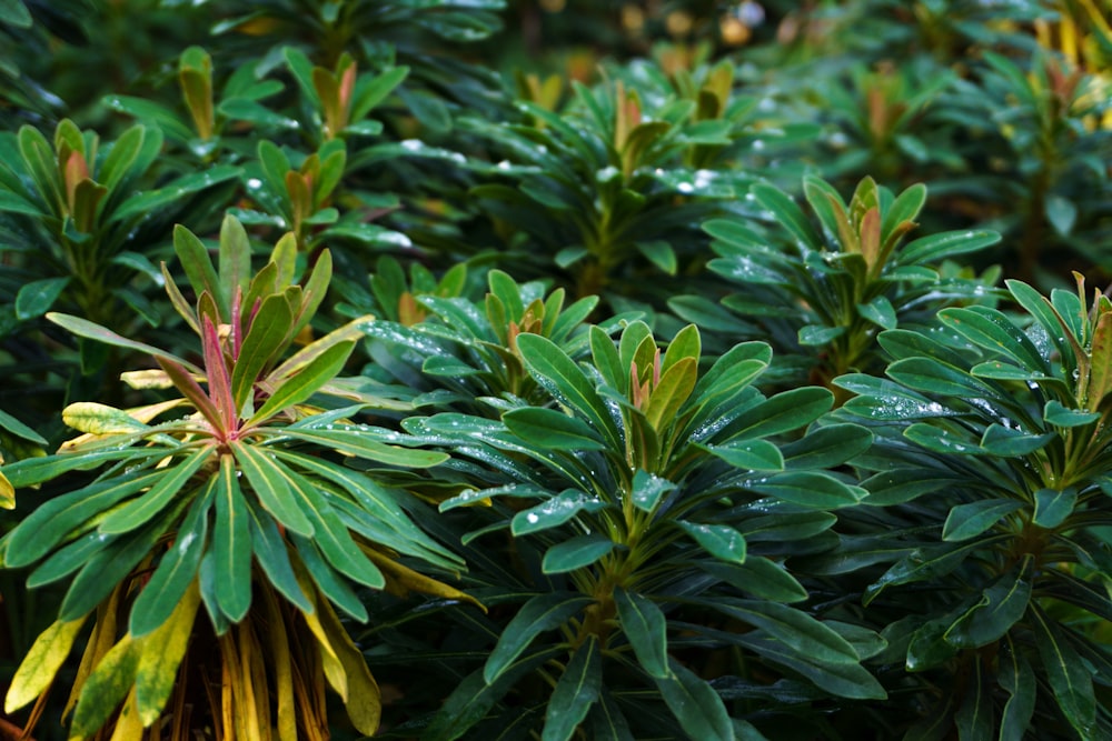 a group of plants