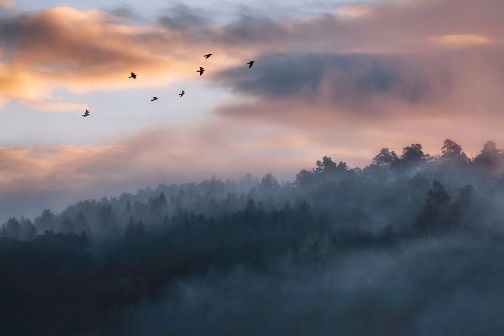 birds flying in the sky