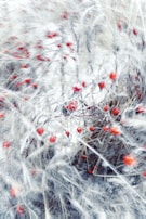 An artistic display of berries with mist swirling around them.
