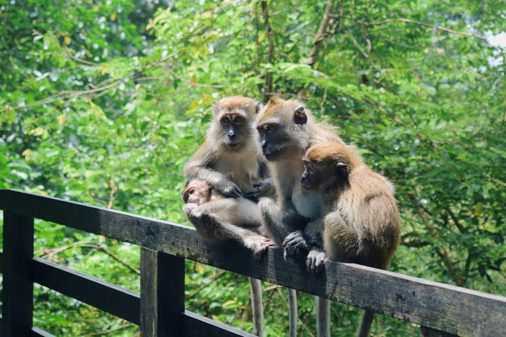 a group of monkeys sitting on a fence