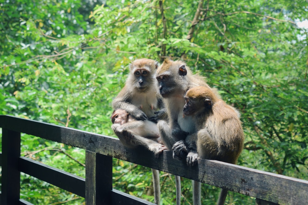 Un grupo de monos sentados en una cerca